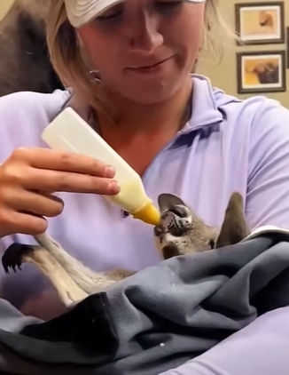 T0411044 The baby kangaroo lives without its mother for the rest of its life part2