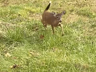 T0411032 Rescue fawn that has fallen into ditch and then rescue fyp part2