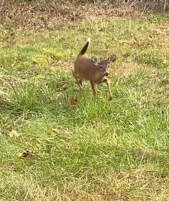 T0411032 Rescue fawn that has fallen into ditch and then rescue fyp part2