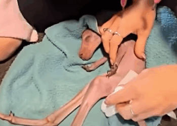 T0411050 This family found kangaroo lying motionless on the road part2