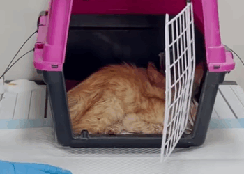 T0411017 Rescue baby cat rescue animals animalsoftiktok rescueanimals cat part2