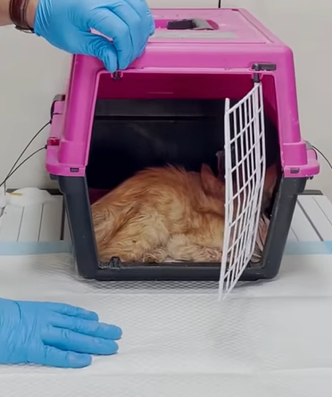 T0411017 Rescue baby cat rescue animals animalsoftiktok rescueanimals cat part2