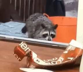 T0411048 The raccoon returned to apologize to his family and he received part2