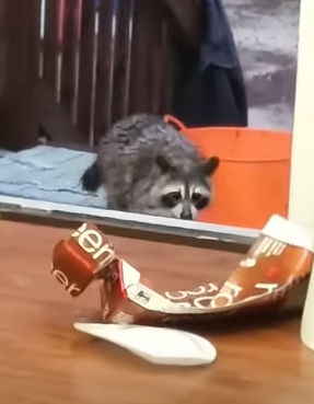 T0411048 The raccoon returned to apologize to his family and he received part2