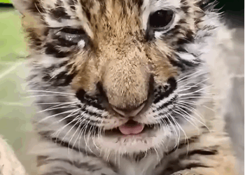 T0411010 man saved shivering tiger cub from the cold of winter and adopted part2