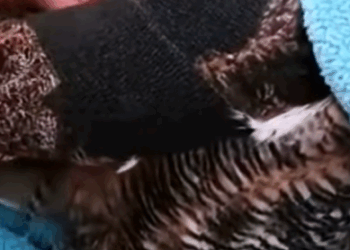 T0411015 Rescue an owl that fell into the sewer animal rescue rescueanimals part2