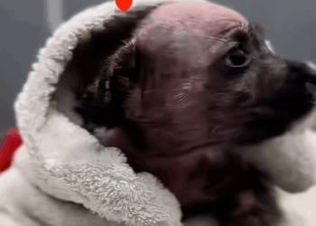 T0311013 girl found an abandoned puppy and gave it warm home RescueStory part2