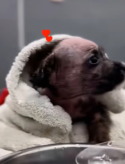 T0311013 girl found an abandoned puppy and gave it warm home RescueStory part2