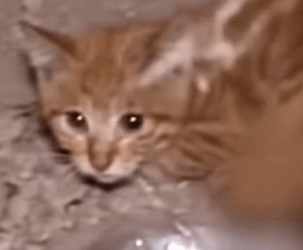 T0411040 Rescued baby cat with two broken legs rescue animals animalsoftiktok part2