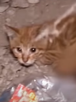 T0411040 Rescued baby cat with two broken legs rescue animals animalsoftiktok part2