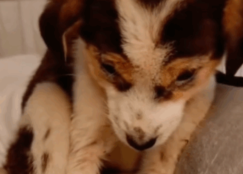 T1111006 poor sick dog lives in an abandoned house part2