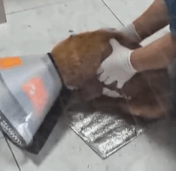 T0411026 Rescue dog that fell out of window and then fyp rescue animals part2