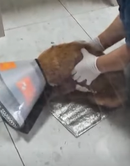 T0411026 Rescue dog that fell out of window and then fyp rescue animals part2