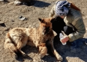 T1111030 cute animals part2