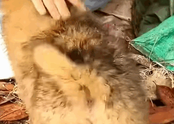 T0411021 Rescue baby dog animalsoftiktok rescueanimals rescue fyp animals part2