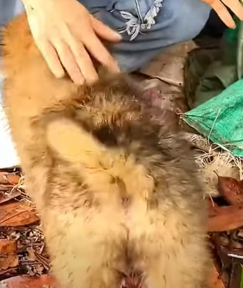 T0411021 Rescue baby dog animalsoftiktok rescueanimals rescue fyp animals part2