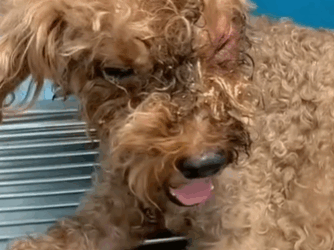 T1111007 Poor dog wandering on street part2