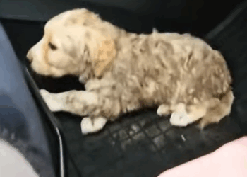 T0411020 Rescue baby dog animals animalsoftik part2