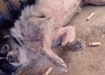 T1111010 poor dog is sick part2