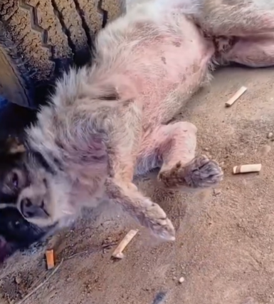 T1111010 poor dog is sick part2