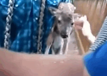 T0411003 baby deer lucky to be saved from the flood by man animal rescue part2