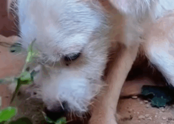 T1111005 Poor dog in an abandoned house part2