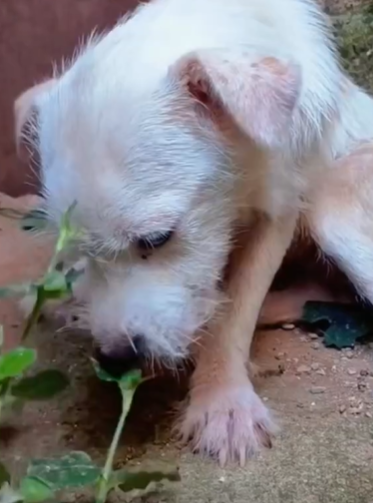 T1111005 Poor dog in an abandoned house part2