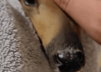 T0411025 Rescue deer trapped in swamp and then rescue fyp animals deer part2