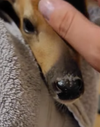 T0411025 Rescue deer trapped in swamp and then rescue fyp animals deer part2