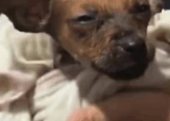 T1111022 Poor stray dog suffering hunger cold on side part2