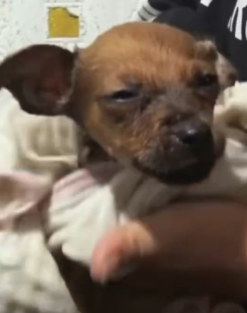 T1111022 Poor stray dog suffering hunger cold on side part2