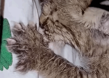 T0411016 Rescue baby bobcat and adopted it animal rescue rescueanimals part2