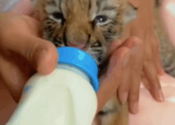 T1111025 tiger cub lost its mother was adopted by family part2