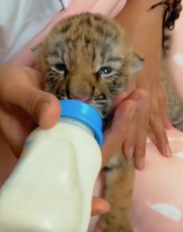 T1111025 tiger cub lost its mother was adopted by family part2