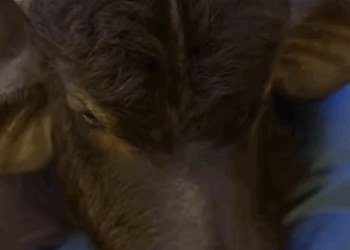 T0411013 Rescue a baby buffalo washed away by floodwater and then fyp rescue part2