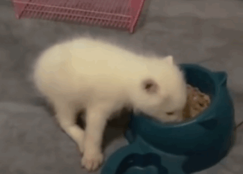 T1111028 baby fox lost its mother was adopted by family part2