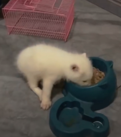 T1111028 baby fox lost its mother was adopted by family part2