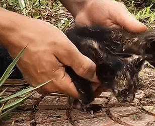 T0411009 kittens that lost their mother and were abandoned on the side part2