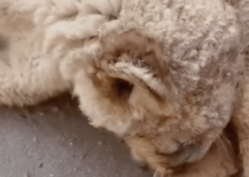 T1111027 lost lion cub was adopted by family part2