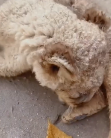 T1111027 lost lion cub was adopted by family part2