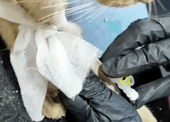 T0411023 Rescue cat on the road rescue cat animals rescuecat animalsoftik part2