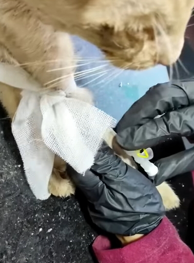 T0411023 Rescue cat on the road rescue cat animals rescuecat animalsoftik part2