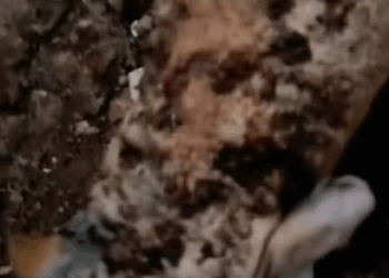 T1111023 revival of dog abandoned by humans is pitiful part2