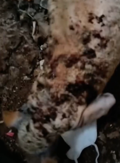 T1111023 revival of dog abandoned by humans is pitiful part2