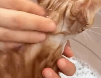 T0411035 Rescue poor kitty and then rescue fyp animals cat kitty kitten part2