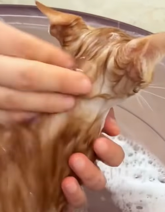 T0411035 Rescue poor kitty and then rescue fyp animals cat kitty kitten part2