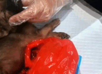 T1111017 poor puppy his lucky recovery part2