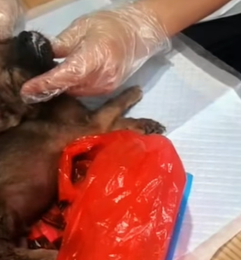 T1111017 poor puppy his lucky recovery part2