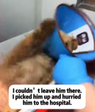 T1911004 saw poor little puppy eating dirt in field then #rescue_part2