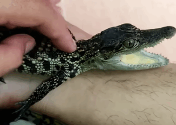 T0411001 Adorable baby crocodile was adopted by family part2